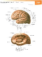 Sobotta Atlas of Human Anatomy  Head,Neck,Upper Limb Volume1 2006, page 296